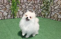 AKC Pupsik white male Pom - 8+ lbs as adult, a male Pomeranian for sale in Colville, WA – 7 of 8