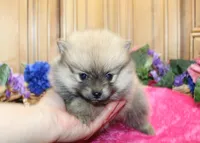 AKC Darina - Red Sable Female Pom, a female Pomeranian for sale in Colville, WA – 5 of 8
