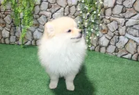 AKC Lark Cream male - 8+ lbs as adult, a male Pomeranian for sale in Evans, WA – 5 of 8