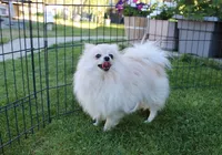 AKC Lara Orange Female Pom - 5 lbs as adult, a male Pomeranian for sale in Colville, WA – 1 of 1