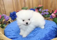 AKC Dariy - White male Pom - 5 lbs as adult, a male Pomeranian for sale in Colville, WA – 6 of 7