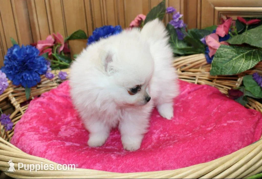 AKC Pom Mariana Girl - 4 lbs, a female Pomeranian for sale in Colville, WA – Photo 7 of 10
