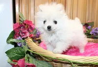 AKC Sasha - White female Pom - 5 lbs as adult, a female Pomeranian for sale in Colville, WA – 4 of 6