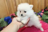 AKC Fibby White female Pom - 5 lbs as adult, a female Pomeranian for sale in Evans, WA – 6 of 10