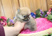 AKC Darina - Red Sable Female Pom, a female Pomeranian for sale in Colville, WA – 2 of 8