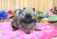 AKC Briel' Red Sable Female Pomeranian - 5 pounds as adult, a female Pomeranian for sale in Evans, WA – 5 of 9
