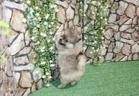 AKC Krosh Sable Pom 6 lbs as adult, a male Pomeranian for sale in Evans, WA – 3 of 9