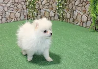 AKC Perl White male - 5.5 lbs as adult, a male Pomeranian for sale in Colville, WA – 3 of 6