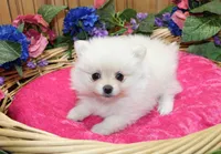 AKC Frolina White female Pomeranian - 5.5 lbs as adult, a female Pomeranian for sale in Evans, WA – 6 of 6