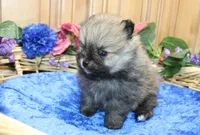 AKC Bran Red Sable male Pomeranian - 5.5 as adult, a male Pomeranian for sale in Evans, WA – 6 of 9