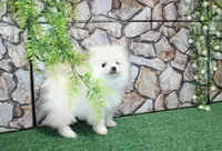 AKC Saraja White Girl - 5 lbs, a female Pomeranian for sale in Colville, WA – Photo 5 of 10