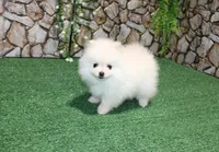 AKC Saraja White Girl - 5 lbs, a female Pomeranian for sale in Colville, WA – Photo 8 of 10