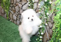 AKC Saraja White Girl - 5 lbs, a female Pomeranian for sale in Colville, WA – Photo 6 of 10