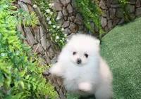 AKC Saraja White Girl - 5 lbs, a female Pomeranian for sale in Colville, WA – Photo 7 of 10