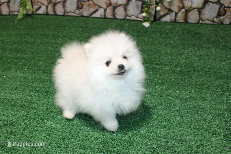 AKC Saraja White Girl - 5 lbs