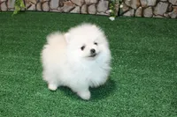 AKC Saraja White Girl - 5 lbs, a female Pomeranian for sale in Colville, WA – Photo 1 of 10