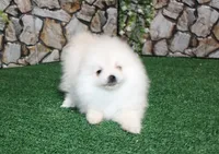 AKC Saraja White Girl - 5 lbs, a female Pomeranian for sale in Colville, WA – Photo 3 of 10