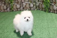 AKC Saraja White Girl - 5 lbs, a female Pomeranian for sale in Colville, WA – Photo 2 of 10