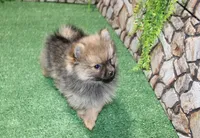 AKC Dunka - Red Sable Female Pom - 5.5 lbs as adult, a female Pomeranian for sale in Colville, WA – 3 of 7
