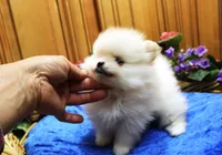 AKC Dalar - White male Pom - 5 lbs as adult, a male Pomeranian for sale in Colville, WA – 2 of 5
