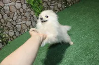 AKC Sasha - White female Pom - 5 lbs as adult, a female Pomeranian for sale in Evans, WA – 6 of 8