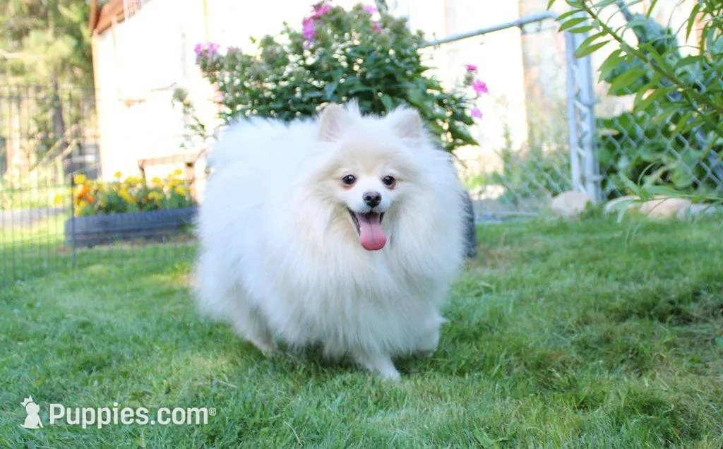 AKC Menika White Girl - 6 lbs, a female Pomeranian for sale in Colville, WA – Photo 10 of 10