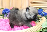 AKC Briel' Red Sable Female Pomeranian - 5 pounds as adult, a female Pomeranian for sale in Evans, WA – 7 of 9
