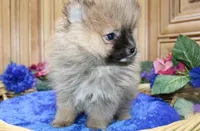 AKC Jim - Red Sable 6 lbs, a male Pomeranian for sale in Colville, WA – Photo 4 of 9