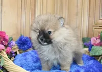AKC Jim - Red Sable 6 lbs, a male Pomeranian for sale in Colville, WA – Photo 3 of 9