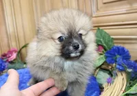 AKC Jim - Red Sable 6 lbs, a male Pomeranian for sale in Colville, WA – Photo 7 of 9