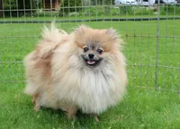 AKC Jim - Red Sable 6 lbs, a male Pomeranian for sale in Colville, WA – Photo 8 of 9
