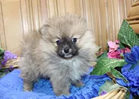 AKC Jim - Red Sable 6 lbs, a male Pomeranian for sale in Colville, WA – Photo 1 of 9