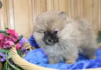 AKC Jim - Red Sable 6 lbs, a male Pomeranian for sale in Colville, WA – Photo 5 of 9