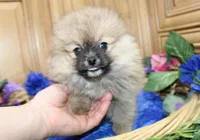 AKC Jim - Red Sable 6 lbs, a male Pomeranian for sale in Colville, WA – Photo 6 of 9