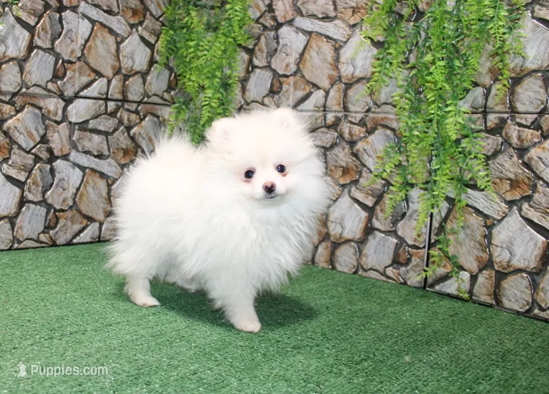 AKC Petunia - White Female - 5.5 pounds – Pomeranian puppy for sale in Colville, WA
