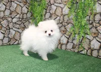AKC Petunia - White Female - 5.5 pounds, a female Pomeranian for sale in Colville, WA – 1 of 6
