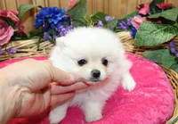 AKC Frolina White female Pomeranian - 5.5 lbs as adult, a female Pomeranian for sale in Evans, WA – 4 of 6