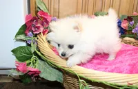 AKC Sasha - White female Pom - 5 lbs as adult, a female Pomeranian for sale in Colville, WA – 5 of 6