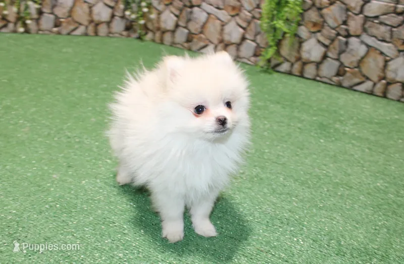 AKC Perl White male - 5.5 lbs as adult – Pomeranian puppy for sale in Colville, WA