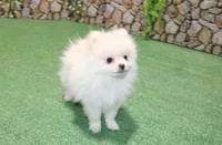 AKC Perl White male - 5.5 lbs as adult, a male Pomeranian for sale in Colville, WA – 1 of 6