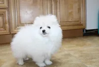 AKC Ganna - White 6.5 lbs, a female Pomeranian for sale in Colville, WA – Photo 1 of 10