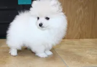 AKC Ganna - White 6.5 lbs, a female Pomeranian for sale in Colville, WA – Photo 6 of 10