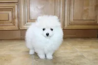 AKC Ganna - White 6.5 lbs, a female Pomeranian for sale in Colville, WA – Photo 3 of 10