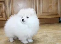 AKC Ganna - White 6.5 lbs, a female Pomeranian for sale in Colville, WA – Photo 5 of 10