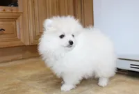 AKC Ganna - White 6.5 lbs, a female Pomeranian for sale in Colville, WA – Photo 7 of 10