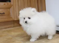 AKC Ganna - White 6.5 lbs, a female Pomeranian for sale in Colville, WA – Photo 8 of 10