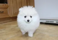 AKC Ganna - White 6.5 lbs, a female Pomeranian for sale in Colville, WA – Photo 4 of 10