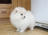 AKC Ganna - White 6.5 lbs, a female Pomeranian for sale in Colville, WA – Photo 2 of 10