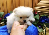 AKC Dalar - White male Pom - 5 lbs as adult, a male Pomeranian for sale in Colville, WA – 3 of 5