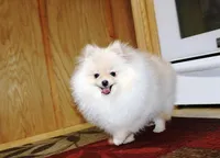 AKC Zoya-Cream Pom Girl-3.5lbs, a female Pomeranian for sale in Colville, WA – Photo 7 of 10